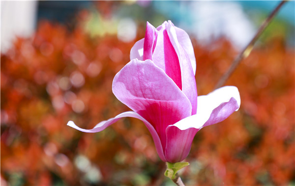 春暖花開，等你歸來——邀你云賞南新春景，以慰思念