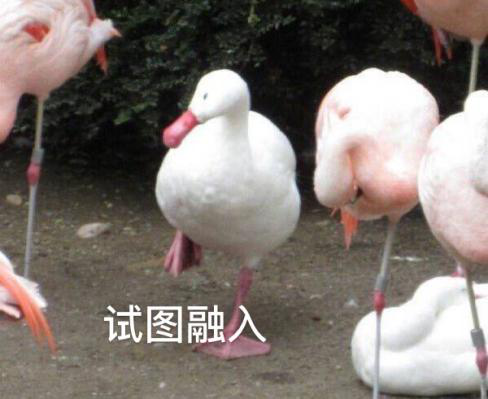 新華互聯(lián)網(wǎng)科技正式入駐Bilibili！會摩擦出什么樣火花呢？